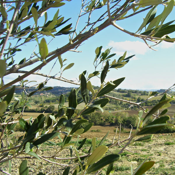 Olivenmarkt