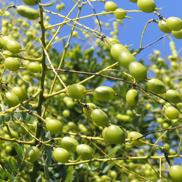 paisaje con ramas de olivo