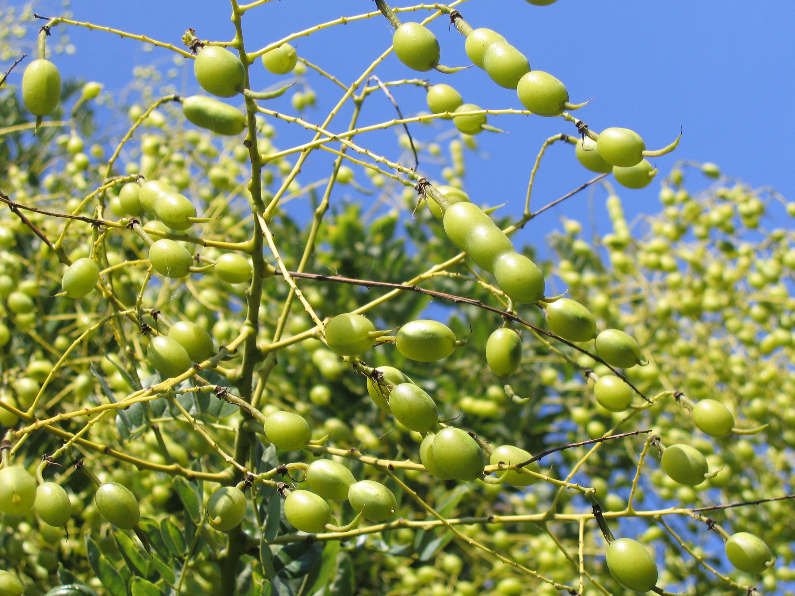 Olive fruits in the sun