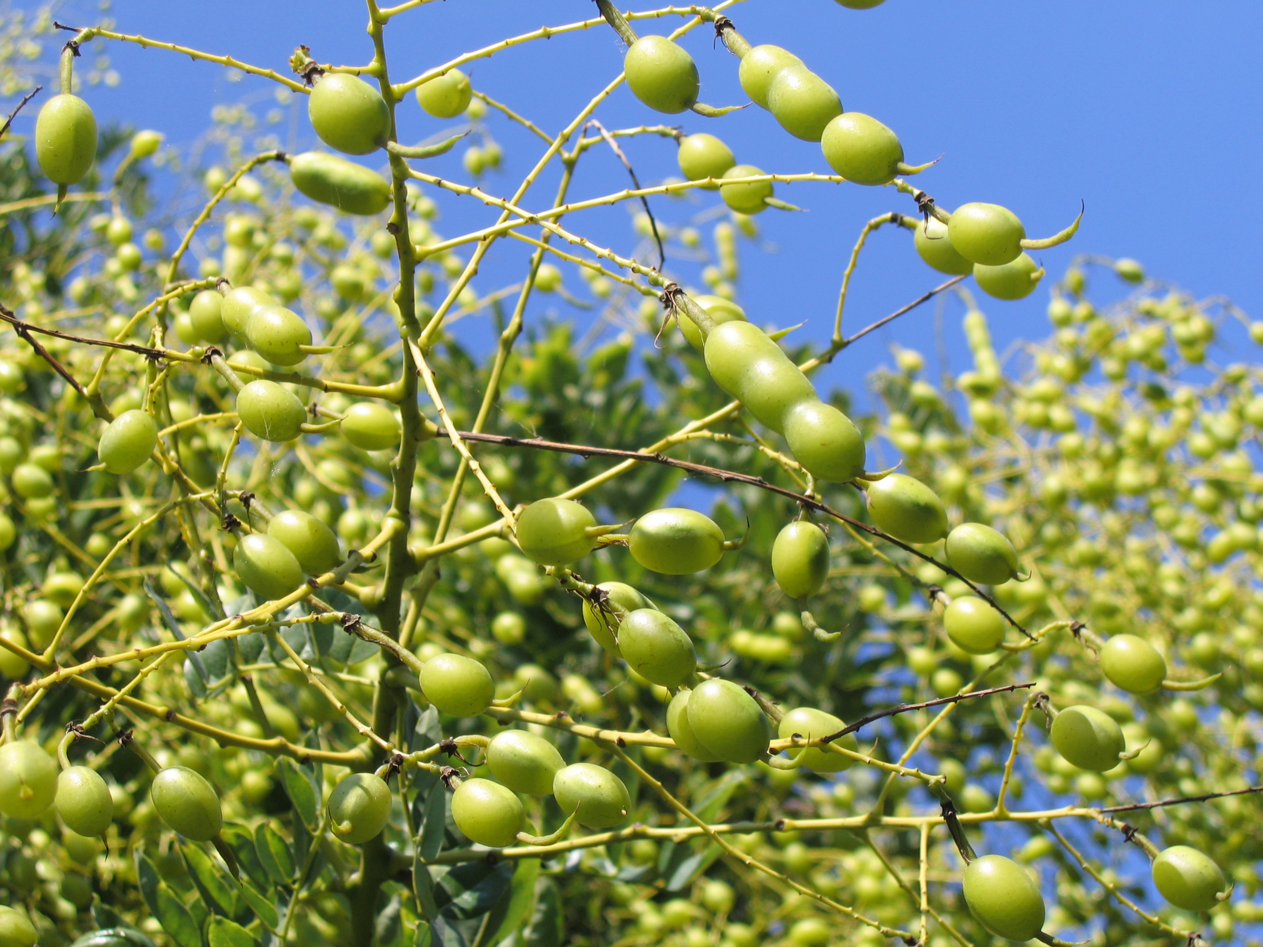 las aceitunas en el sol