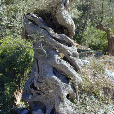 knorriger Olivenbaum alt